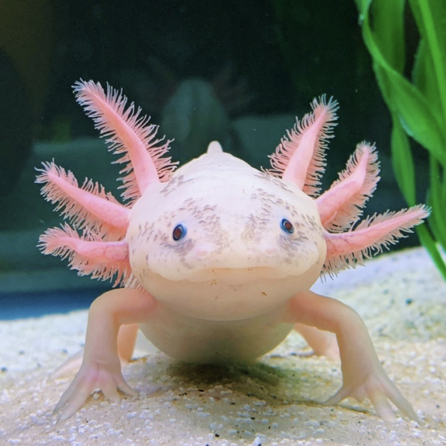 Albino Axolotl