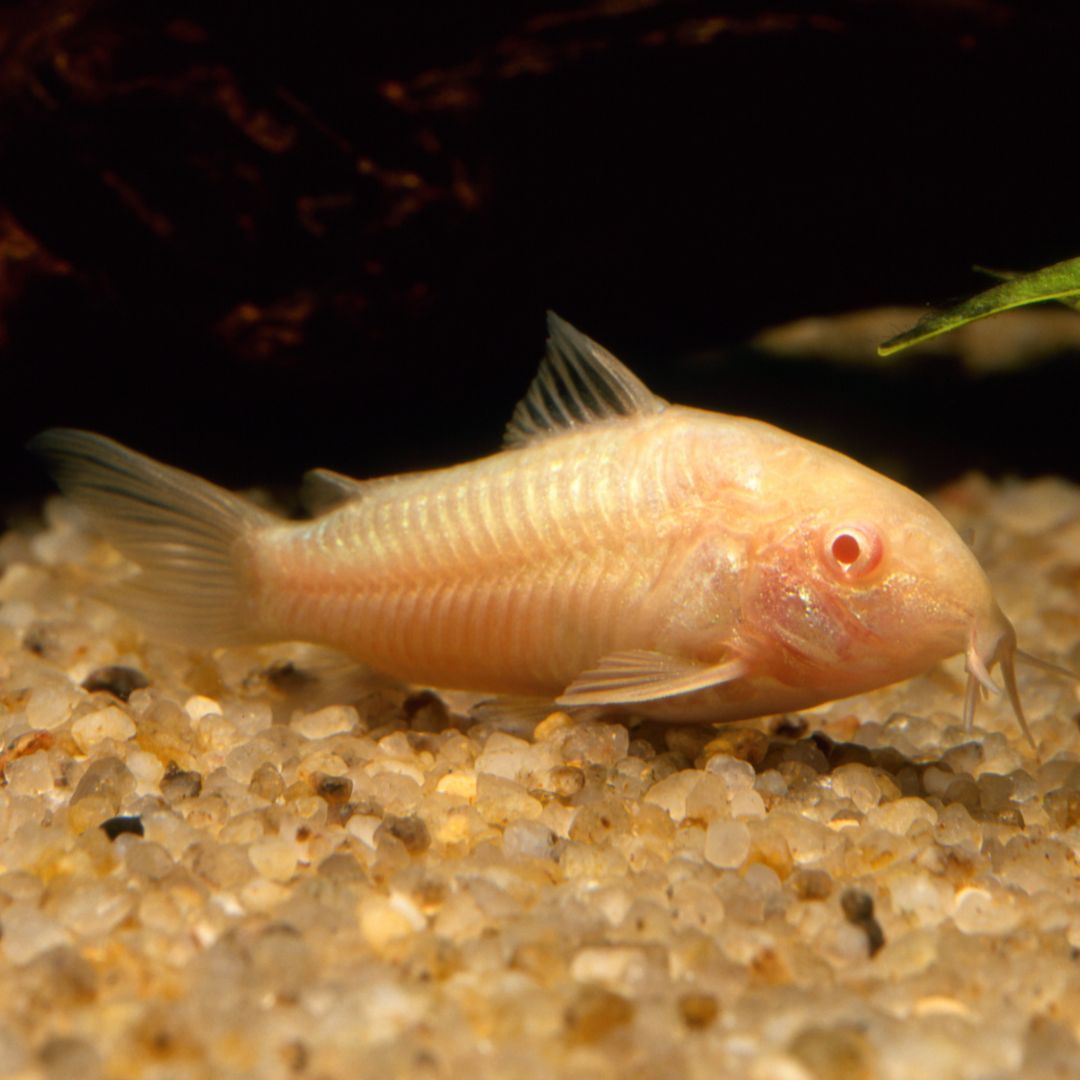 Albino Cory