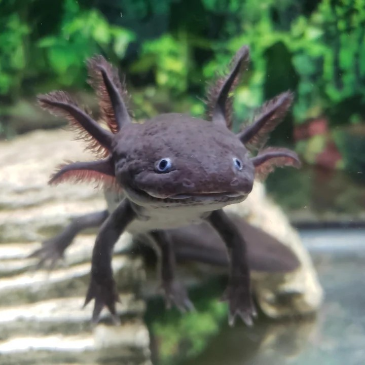 Black Axolotl