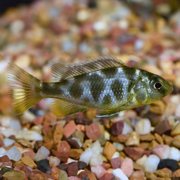 Venustas Cichlid