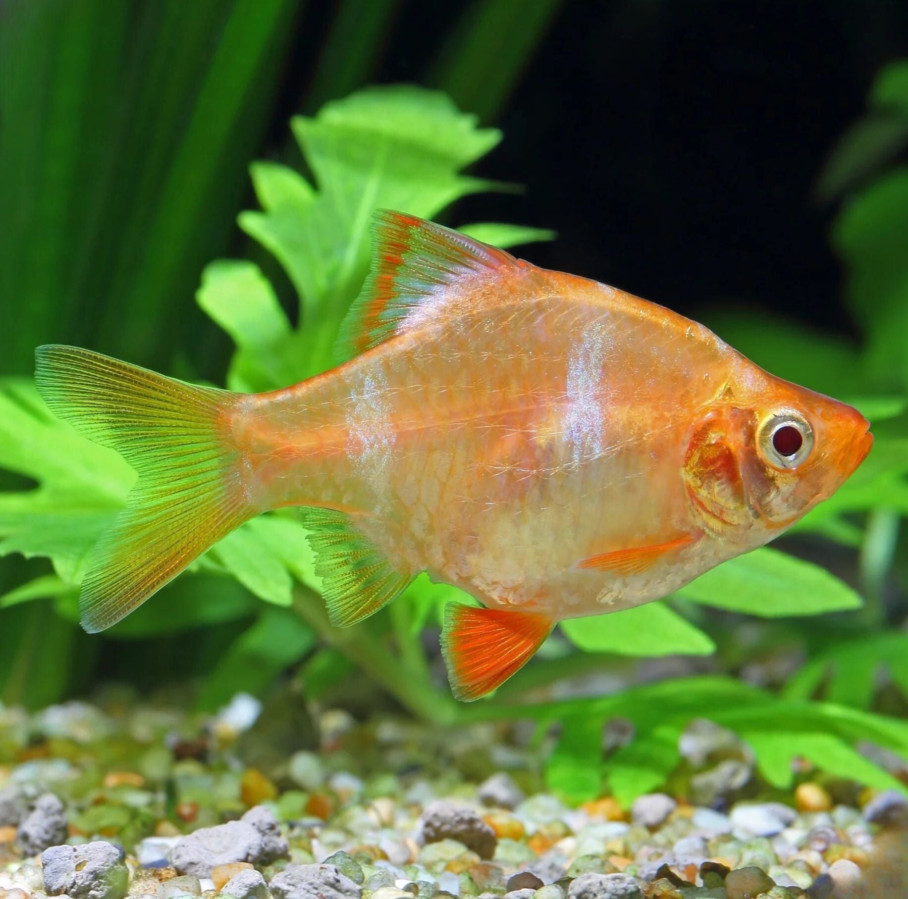 Albino Tiger Barb