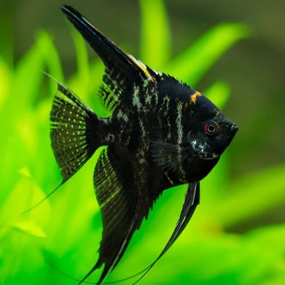 Black Marble Angel FIsh