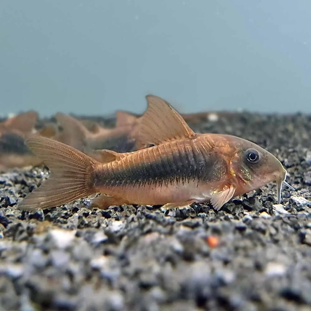 Bronze Cory