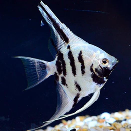 Cow Angel Fish