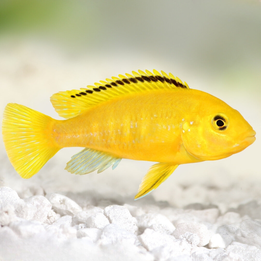 Electric Yellow