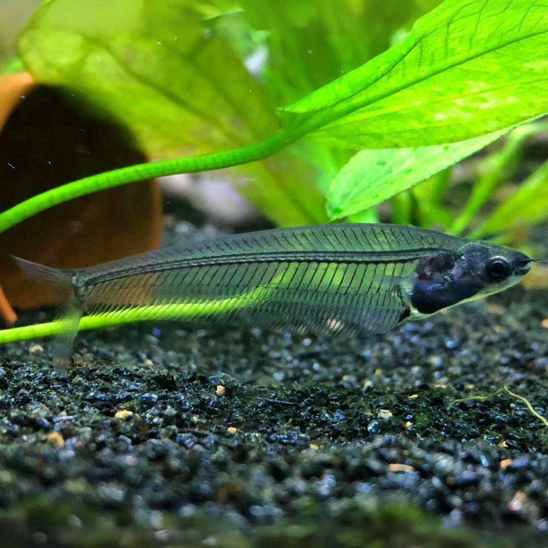 Glass Catfish