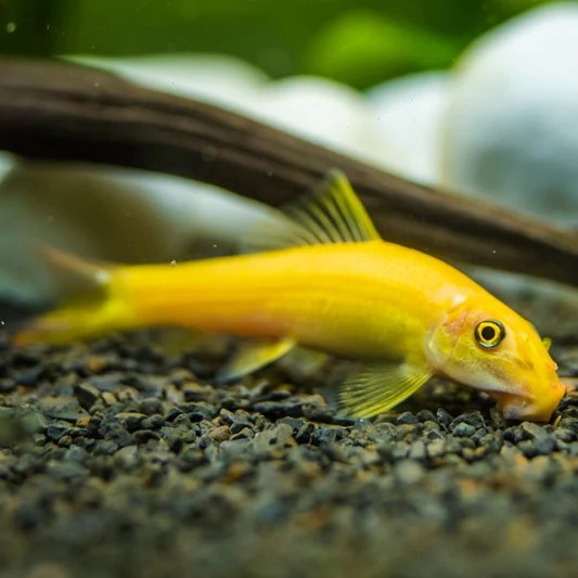 Golden Algae Easter
