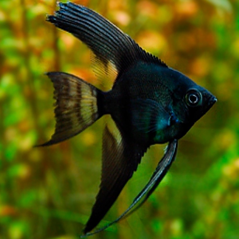 Jet Black Angel FIsh