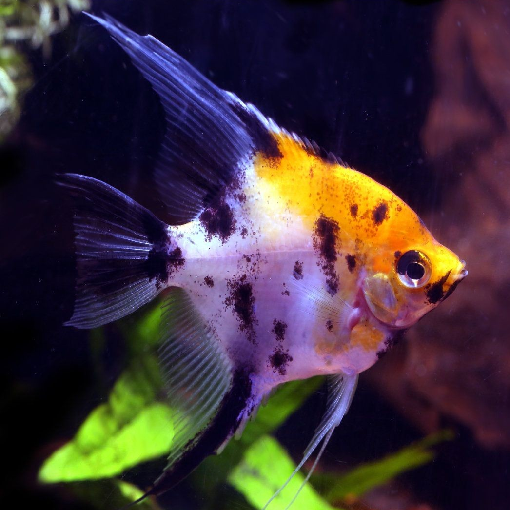 Tri Colour Angel Fish
