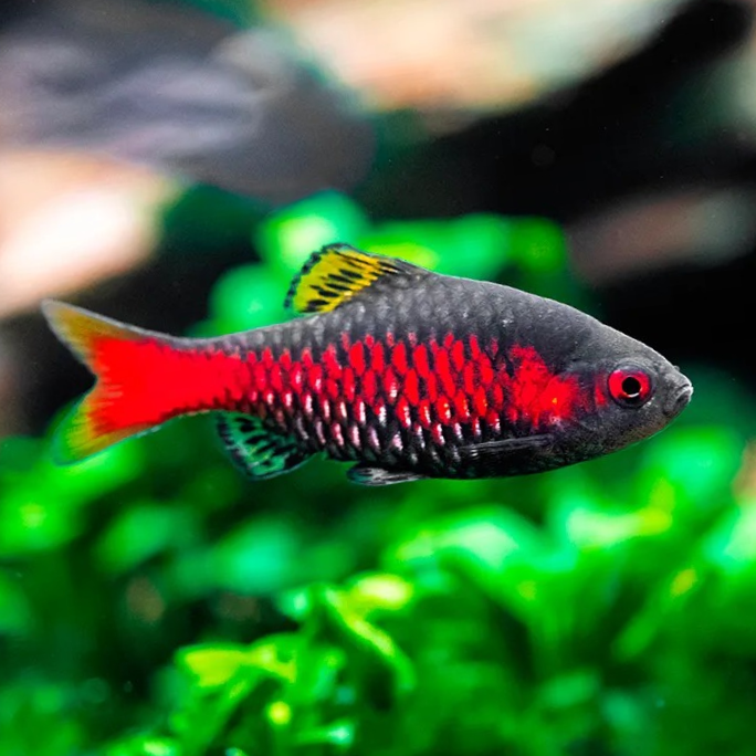 Odessa Barb