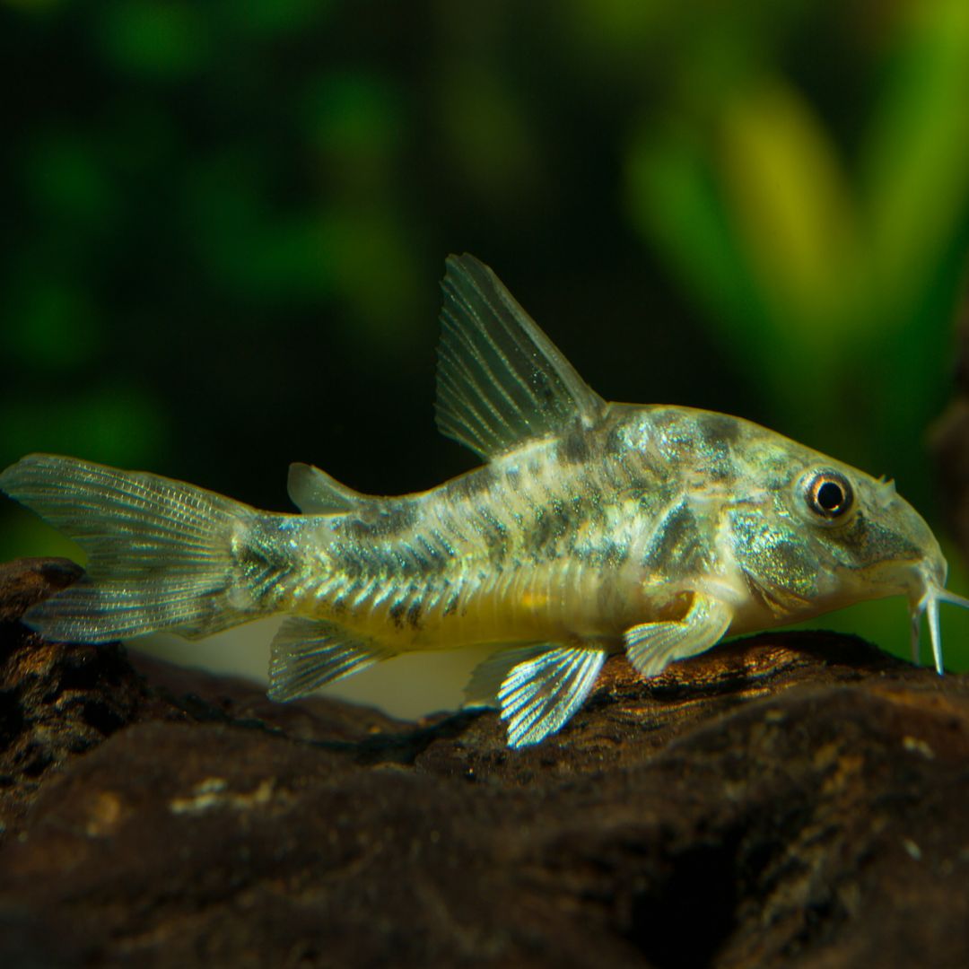 Peppered Cory