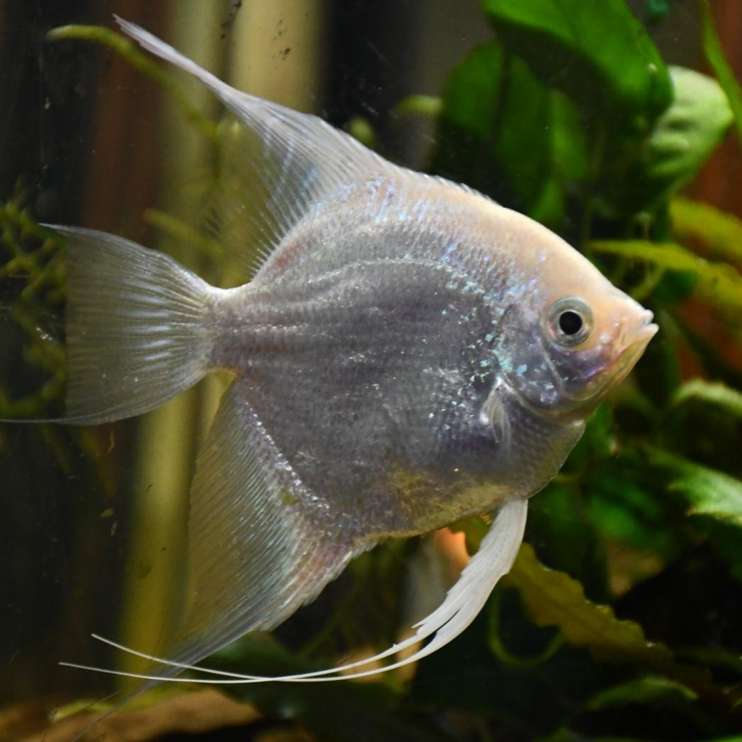 Platinum Angel Fish
