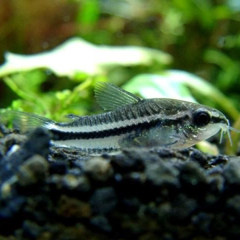 Pygmy Cory