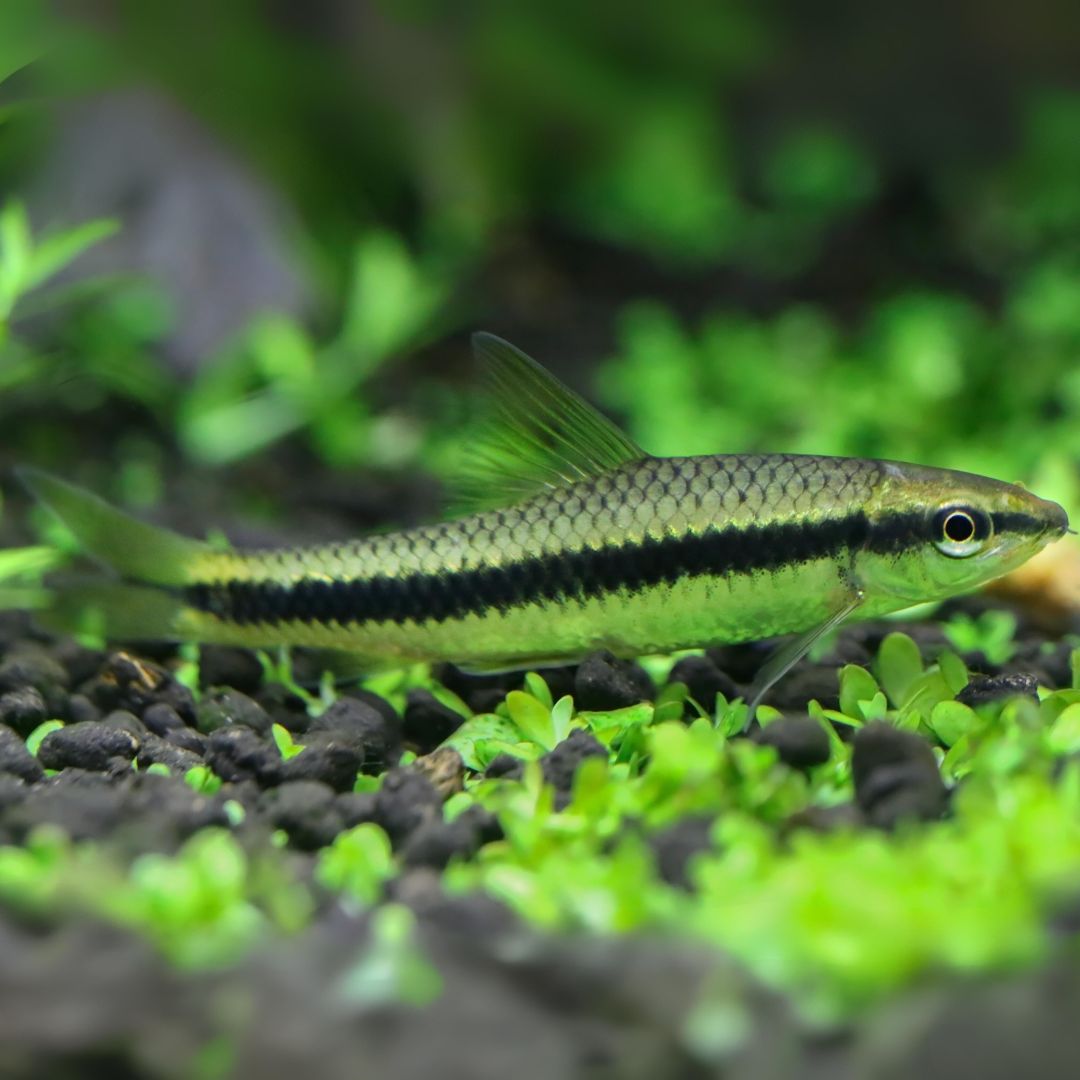 Siamese Algae Eater