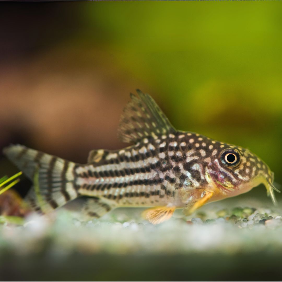 Sterbai Cory