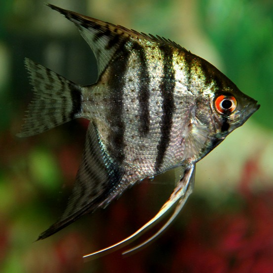 Zebra Angel Fish