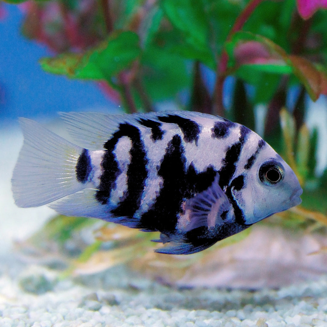 Convict Cichlid