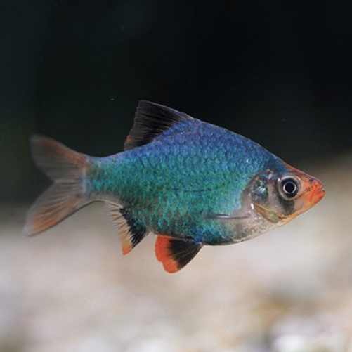Green Tiger Barb