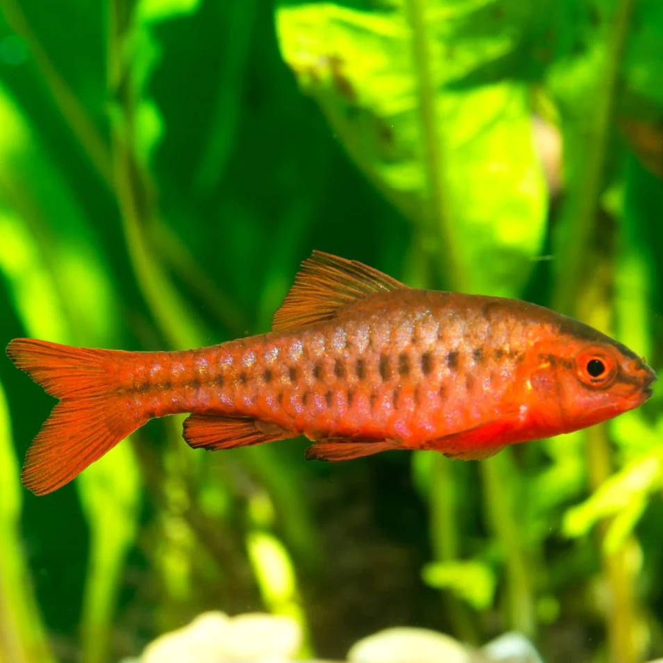 Cherry Barb