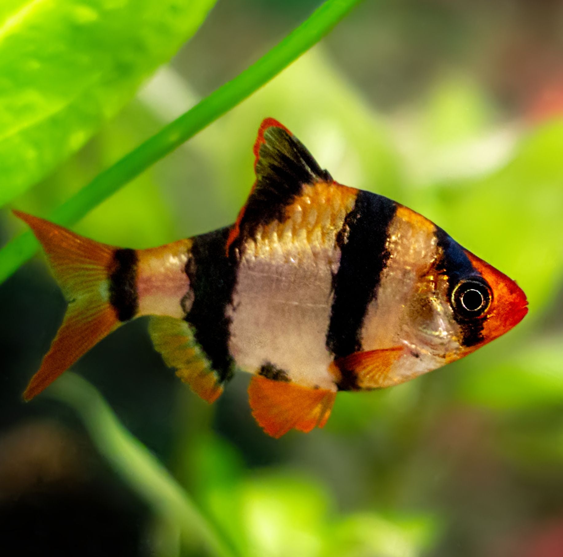 Tiger Barb